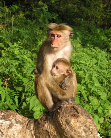 Šri Lanka - Exotic Lanka tour